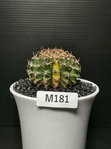 M181 同梱可 ギムノカリキウム クリスタタ Gymnocalycium Cristata 実生 多肉植物 サボテン