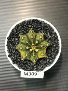 M309 同梱可 ギムノカリキウム Gymnocalycium LBHB ハイブリッド 実生 多肉植物 サボテン