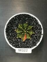 M322 同梱可 ギムノカリキウム Gymnocalycium LBHB ハイブリッド 実生 多肉植物 サボテン_画像5