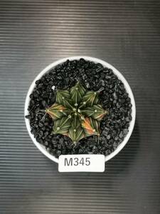 M345 同梱可 ギムノカリキウム Gymnocalycium LBHB ハイブリッド 実生 多肉植物 サボテン