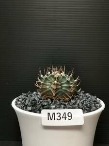 M349 同梱可 ギムノカリキウム Gymnocalycium LBHB ハイブリッド 実生 多肉植物 サボテン