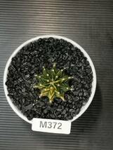 M372 同梱可 ギムノカリキウム Gymnocalycium LBHB ハイブリッド 実生 多肉植物 サボテン_画像5