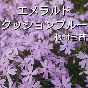 【ネコポス】芝桜エメラルドクッションブルー根付き苗１０本