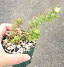 クラッスラ　南十字星　多肉植物　苗_画像8