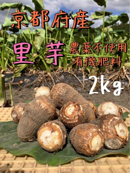 ねっとりおいしい！里芋(2キロ)京都府産農薬不使用有機肥料栽培