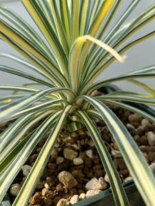 Yucca aloifolia ユッカ　アロイフォリア　黄中斑