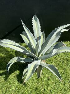 Agave americana v.expansa mediopicta pallida アガベ　エクスパンサ　パリーダ　美株　大株　1