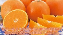 愛媛産【紅まどんな】ゼリーな柑橘類（2~3L 6玉 )約1.8~2kg 化粧箱付きご贈答用に最適_画像5