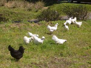 ★兵庫県産　生産者の鶏舎直送　平飼い飼育　産みたて烏骨鶏卵　25個　1個110円即決！　食用★