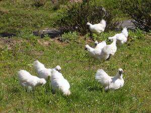 ★兵庫県産　生産者の鶏舎直送　平飼い飼育　産みたて烏骨鶏卵　20個　1個110円即決！　食用★ 