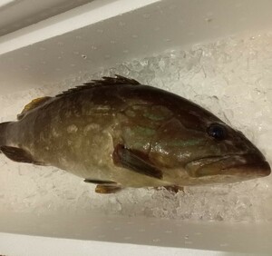 超高級魚　クエ　アラ　モロコ　1.3キロ　石垣鯛　対馬　天然　激安　オススメ　お得　鍋　刺し身　魚　大物 　カサゴ２匹