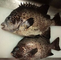 石鯛　石垣鯛　セット　天然　対馬　激安　オススメ　魚料理　激安　美味　カサゴ　煮付け_画像1