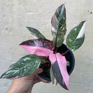 4)【Philodendron Pink princess marble】フィロデンドロン ピンクプリンセス マーブル 5寸鉢