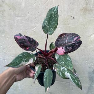 2)【Philodendron Pink princess marble】フィロデンドロン ピンクプリンセス マーブル 5寸鉢