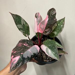 9)【Philodendron Pink princess marble】フィロデンドロン ピンクプリンセス マーブル 5寸鉢