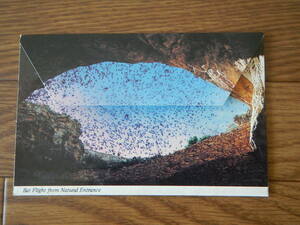 絵葉書／Carlsbad Caverns National Park/NEW MEXICO