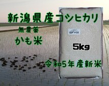 無農薬米新潟県産コシヒカリ5k_画像1