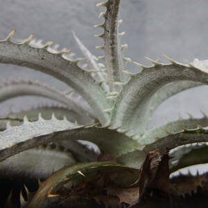 【雀草】Dyckia ‘Grand Marnier’/ディッキア