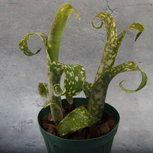 【雀草】Billbergia leptopoda/ビルベルギア/原種/2芽立