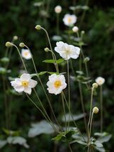 シュウメイギク 大株　60センチ　花苗　秋明菊　茶花　多年草_画像2