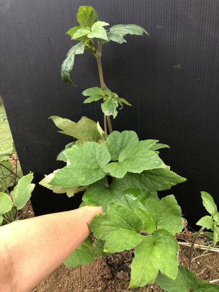 シュウメイギク 大株　60センチ　花苗　秋明菊　茶花　多年草