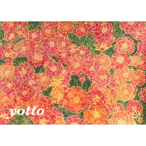 色鉛筆画「 マリーゴールド 」A4・額付き◇◆手描き◇原画◆yotto◇50%OFF