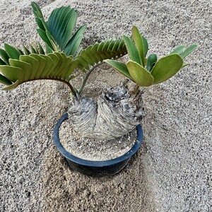 A3-15 観葉植物 ザミア（メキシコソテツ）蘇鉄 巨大 大きい 3頭極上株 