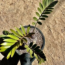 A13-27 観葉植物 ザミア（メキシコソテツ）蘇鉄 巨大 大きい_画像5