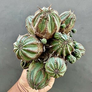 A59-3 ヨーロッパからの輸入 ユーフォルビア オベサブロウ Euphorbia obesa錦 鮮明錦 極上錦 群生 木質化 錆がひどい 美株 希少株 