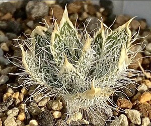 A12-3 ゲチリス セト一サ（Gethyllis setosa） 3株 正規品を保証