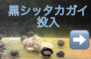 No19【10個セット】黒シッタカガイ　Ｌサイズ　近海魚　海水魚　生体　コケ掃除　クリーナー　シッタカ貝　