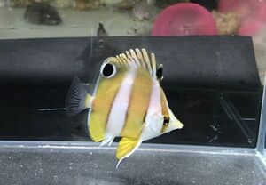 珍珍珍　近海産ゲンロクダイ　Mサイズ　近海魚　海水魚　生体　スズキ目チョウチョウウオ科