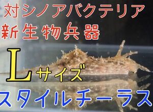 No23【３匹セット】シノアバクテリアキラー「スタイルチーラス」Lサイズ　近海魚　海水魚　生体　藍藻退治　ぽすとタツナミガイ　