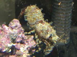 珍　近海フシウデサンゴモエビ　ＭＬサイズ　甲殻類　　蟹　カニ　近海魚　海水魚　生体　コケ掃除　モエビ科サンゴモエビ属