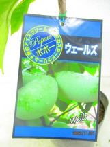 [野風苗木流通]ポポー 接木 ウェールズ(1168)全高：45㎝※同梱包は「まとめて取引」手続厳守※100サイズ＊送料明記_画像2