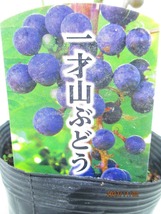 [野風苗木流通]一才山ぶどう 1本で結実(11252)全高：61㎝※同梱包は「まとめて取引」手続厳守※100サイズ＊送料明記_画像2