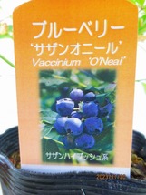 [野風苗木流通]ブルーベリー SB系 オニール(111474)全高：49㎝※同梱包は「まとめて取引」手続厳守※100サイズ＊送料明記_画像2