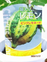 [野風苗木流通] 斑入りレモン ピンクレモネード (111222)全高：61㎝※同梱包は「まとめて取引」手続厳守※120サイズ＊送料明記_画像2