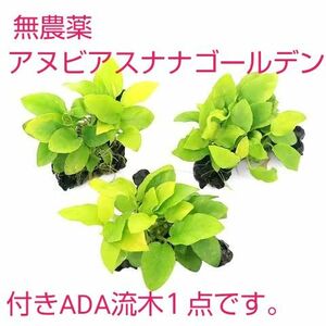 無農薬 アヌビアスナナゴールデン付き ADA流木 SS～S 1点です。