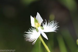 鷺草　サギソウ　さぎ草　さぎそう【玉竜花】開花球5球