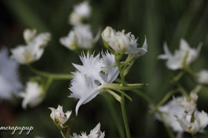 鷺草　サギソウ　さぎ草　さぎそう【飛翔】C　開花球10球