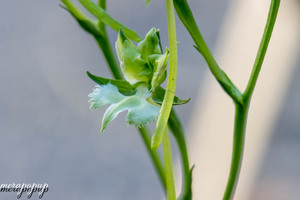 鷺草　サギソウ　さぎ草　さぎそう【緑星】　開花球5球