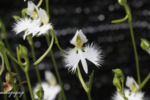 鷺草　サギソウ　さぎ草　さぎそう【香貴】　開花球10球