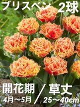 チューリップ球根 ブリスベン フリンジ 八重咲き 球根 秋植え球根_画像1