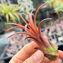 チランジア イオナンタ パープル ハート Tillandsia ionantha Purple Heart＊エアプランツ＠フラワーショップ江口_画像10