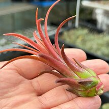 チランジア イオナンタ パープル ハート Tillandsia ionantha Purple Heart＊エアプランツ＠フラワーショップ江口_画像7