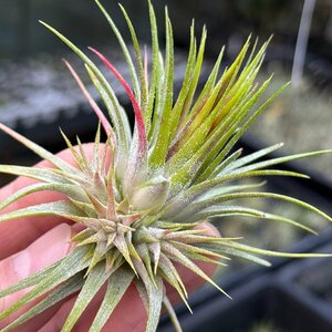 チランジア イオナンタ スター Tillandsia ionantha ‘Star’＊エアプランツ＠フラワーショップ江口