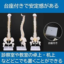  人体骨格模型 脊椎 骨盤 医学 模型 台座 頸椎 機関 見本 骨_画像5