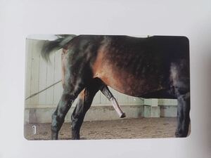  telephone card horse. . tail ④