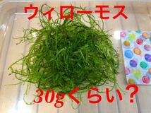 ◆水草 ◆無農薬 ◆ウィローモス 約20g 以上◆ノーマル、南米種混合◆_画像1